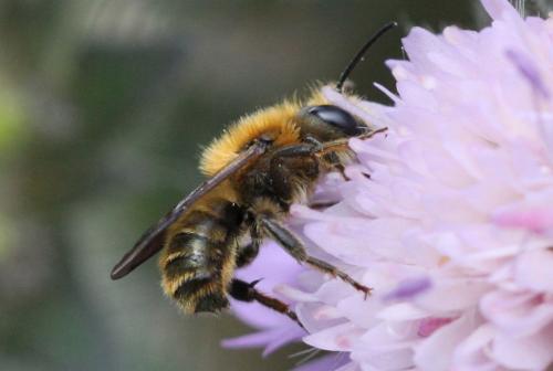 Osmia leaiana